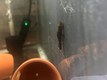 Green Dragon Bristlenose Pleco