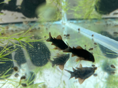 Black Corydoras (Corydoras schultzei)