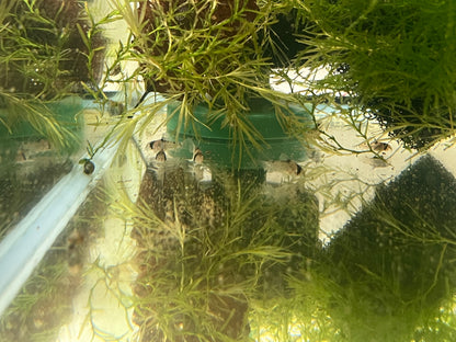 Corydoras duplicareus