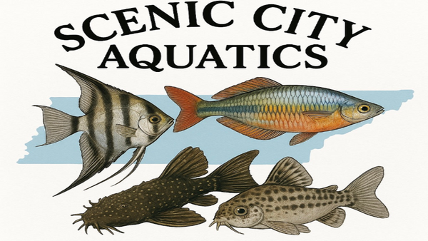 Scenic City Aquatics