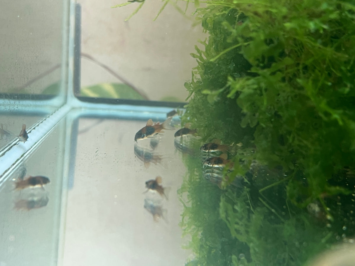 Orange Venezuelan Corydoras (Corydoras venezuelanus)