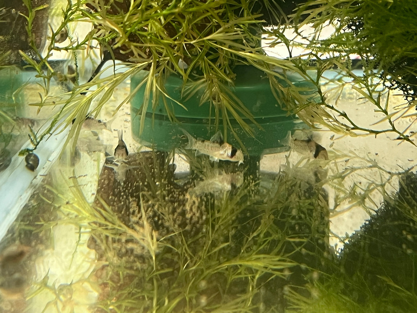 Corydoras duplicareus