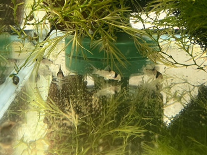 Corydoras duplicareus