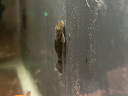 Green Dragon Bristlenose Pleco