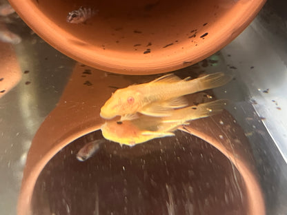 Green Dragon Bristlenose Pleco