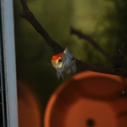 Neon Blue Orange Head Ram