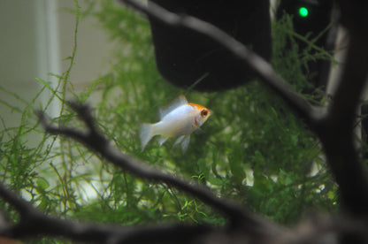 Neon Blue Orange Head Ram