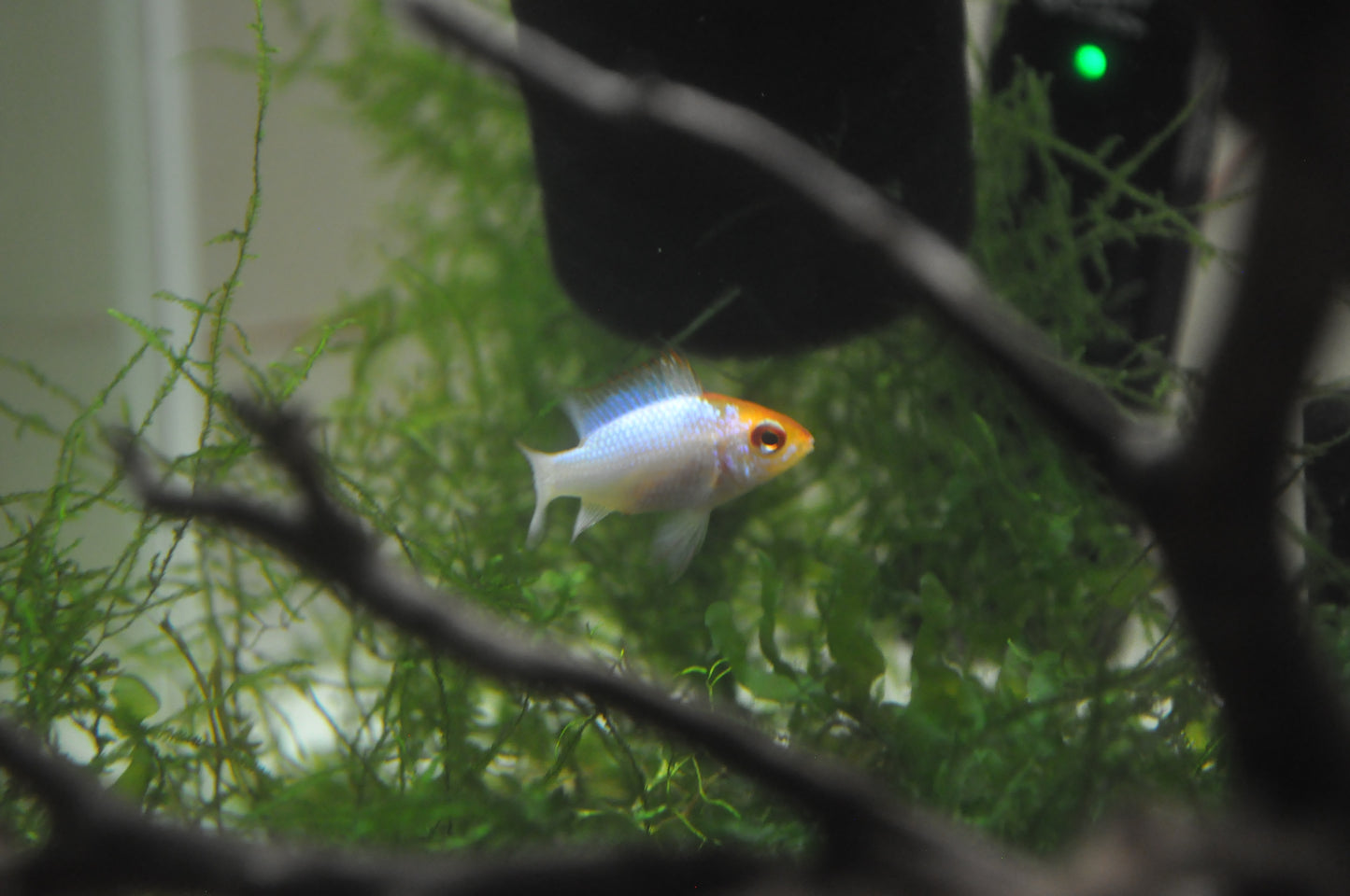 Neon Blue Orange Head Ram