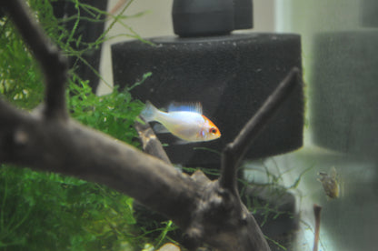 Neon Blue Orange Head Ram