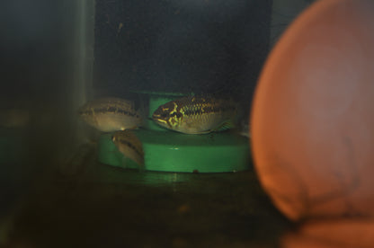 Ivanacara bimaculata