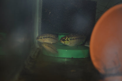 Ivanacara bimaculata
