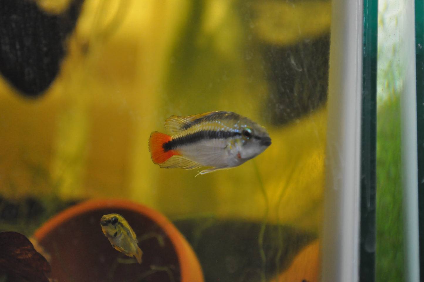 Apistogramma erythrura