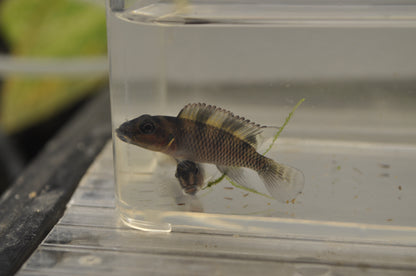 Nanochromis transvestitus