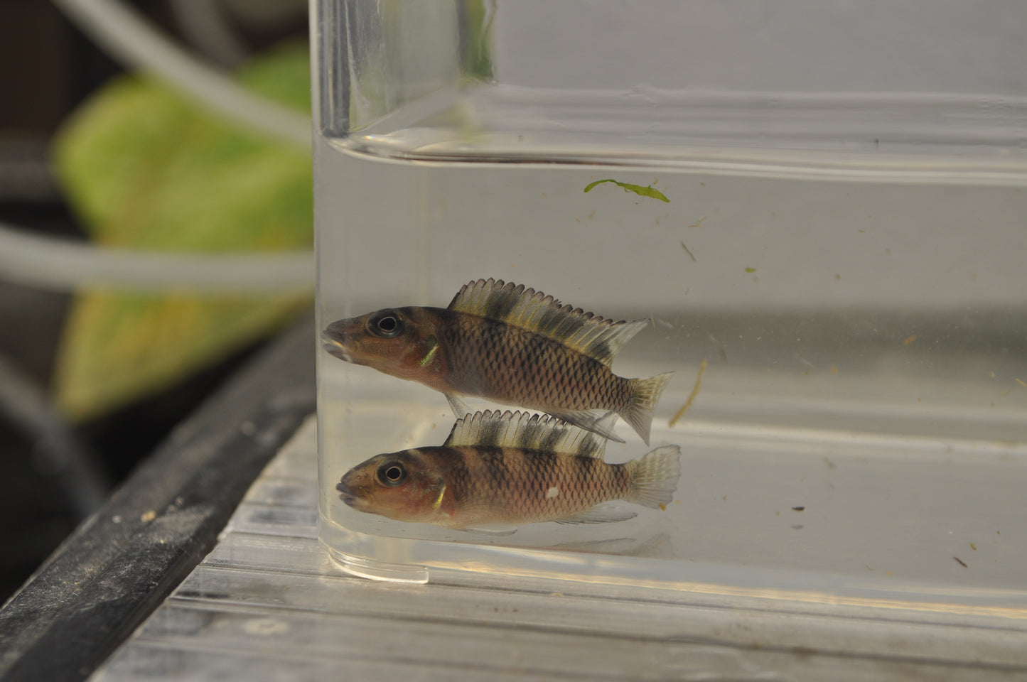 Nanochromis transvestitus