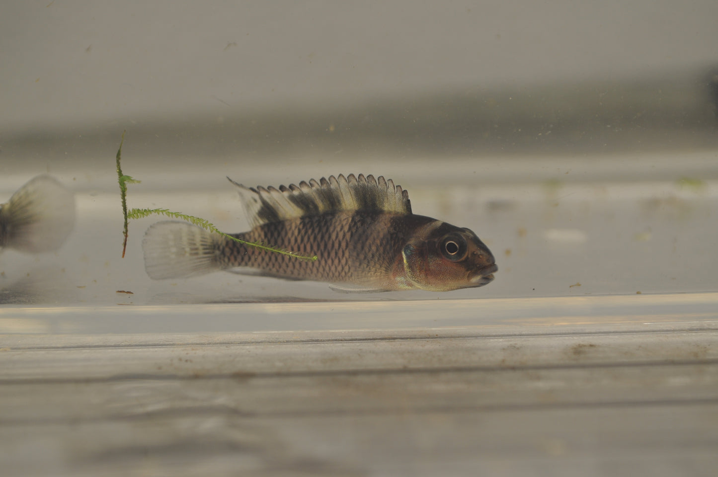 Nanochromis transvestitus
