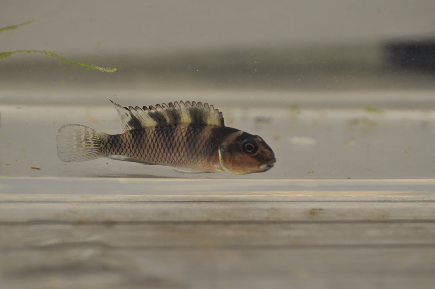 Nanochromis transvestitus