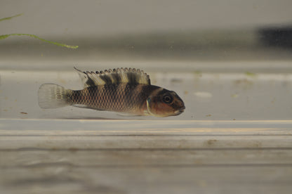 Nanochromis transvestitus