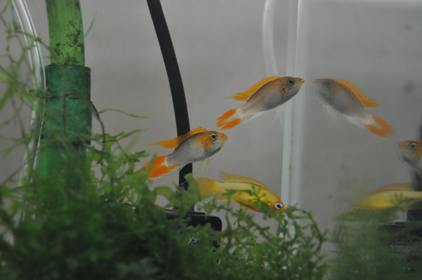 Apistogramma Agassizzi “Fire Red”