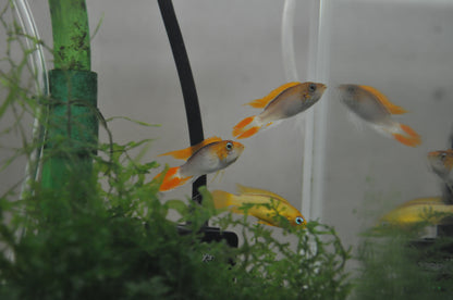 Apistogramma Agassizzi “Fire Red”