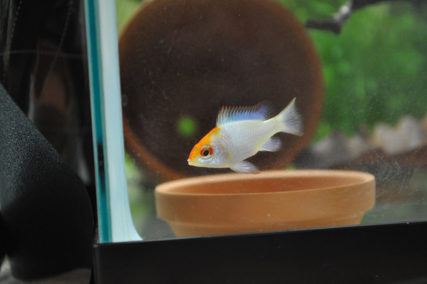 Neon Blue Orange Head Ram