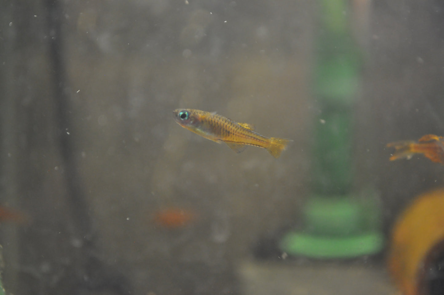 Red Neon Blue Eye Rainbowfish - Pseudomugil Luminatus