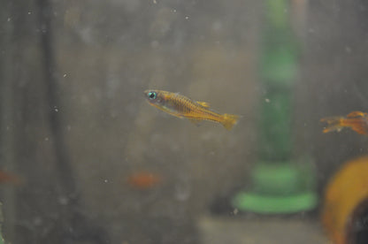 Red Neon Blue Eye Rainbowfish - Pseudomugil Luminatus