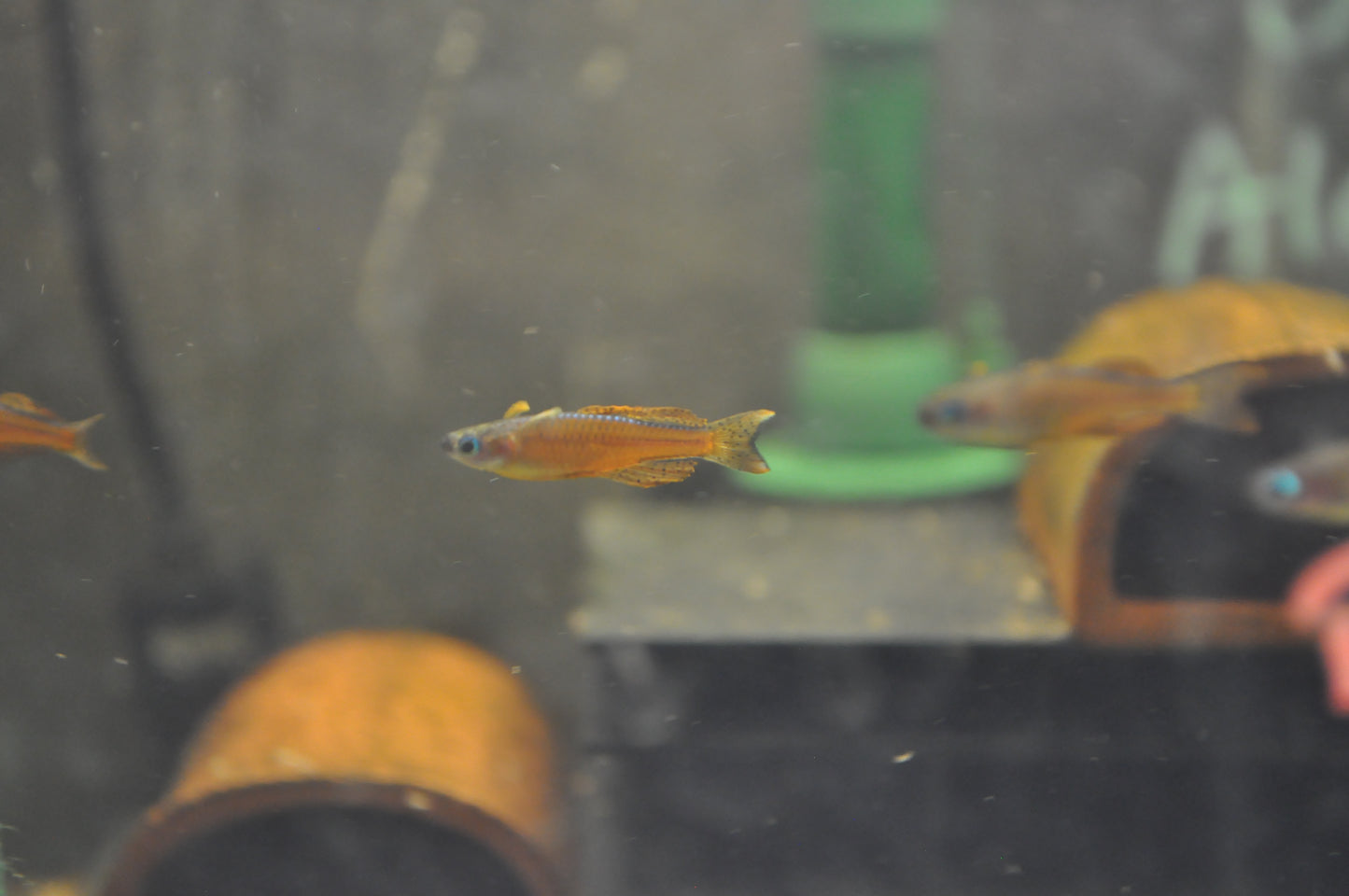 Red Neon Blue Eye Rainbowfish - Pseudomugil Luminatus