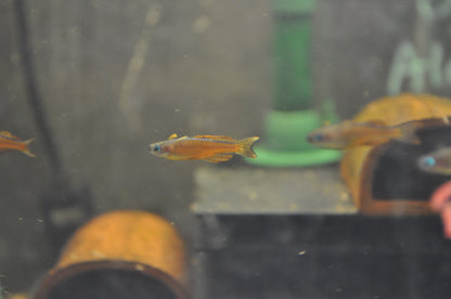 Red Neon Blue Eye Rainbowfish - Pseudomugil Luminatus