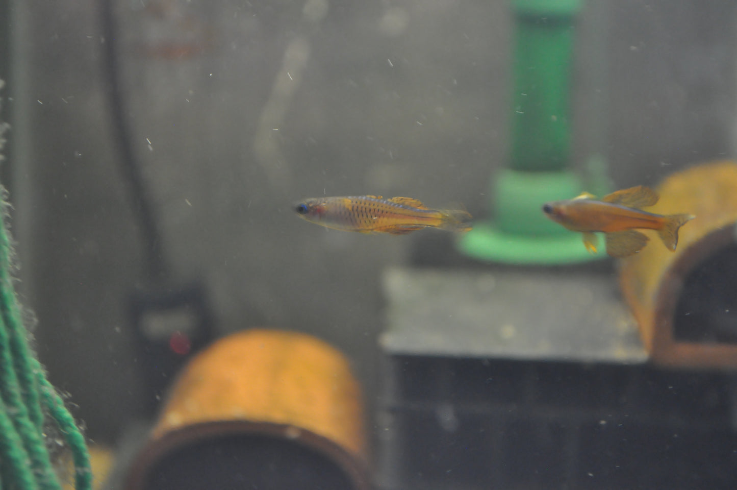 Red Neon Blue Eye Rainbowfish - Pseudomugil Luminatus