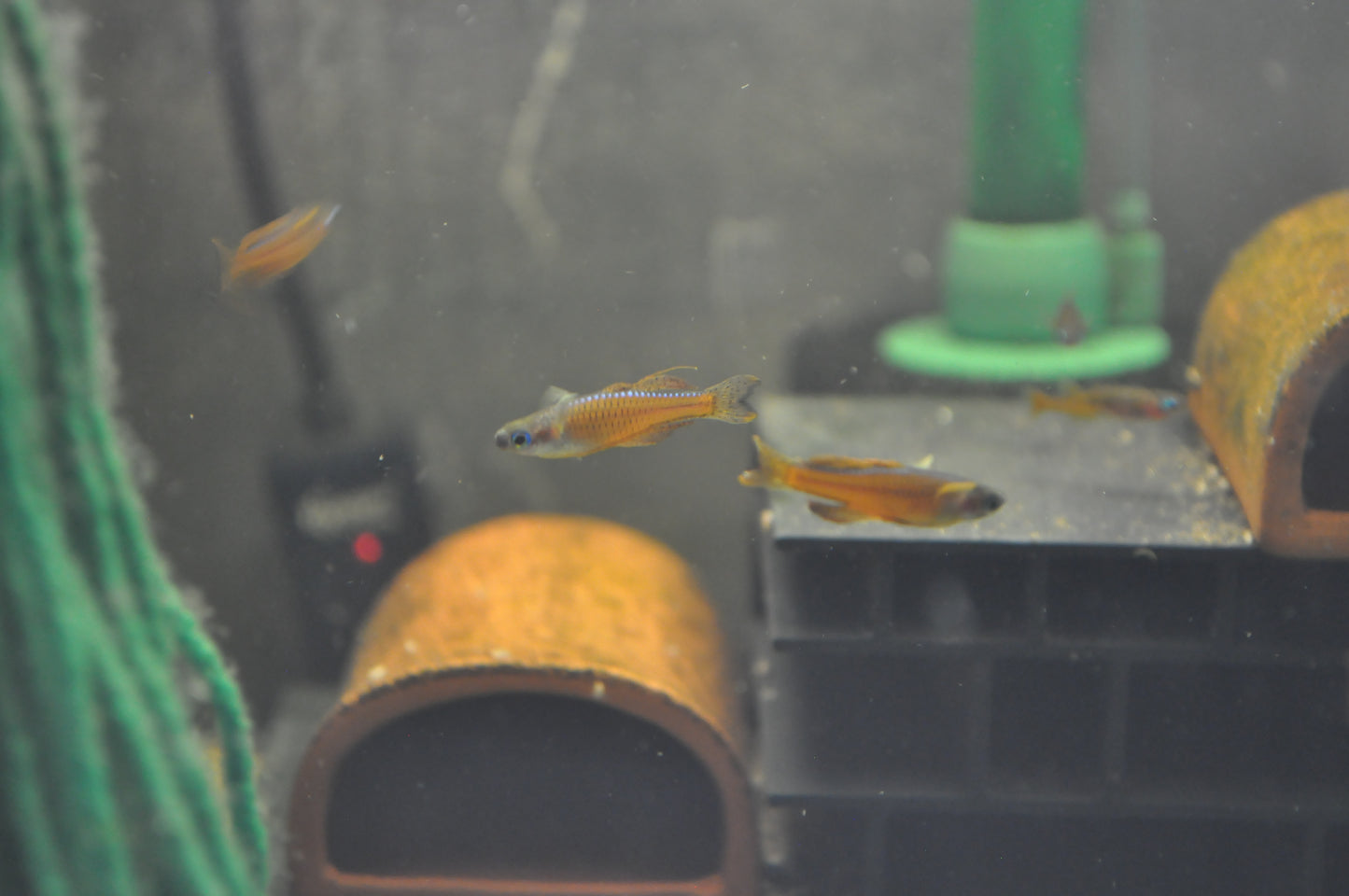 Red Neon Blue Eye Rainbowfish - Pseudomugil Luminatus