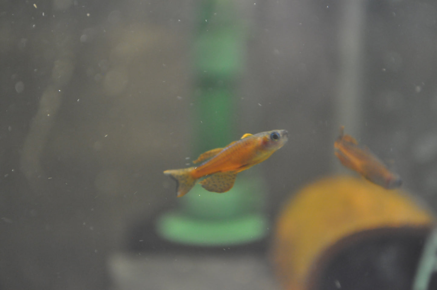 Red Neon Blue Eye Rainbowfish - Pseudomugil Luminatus