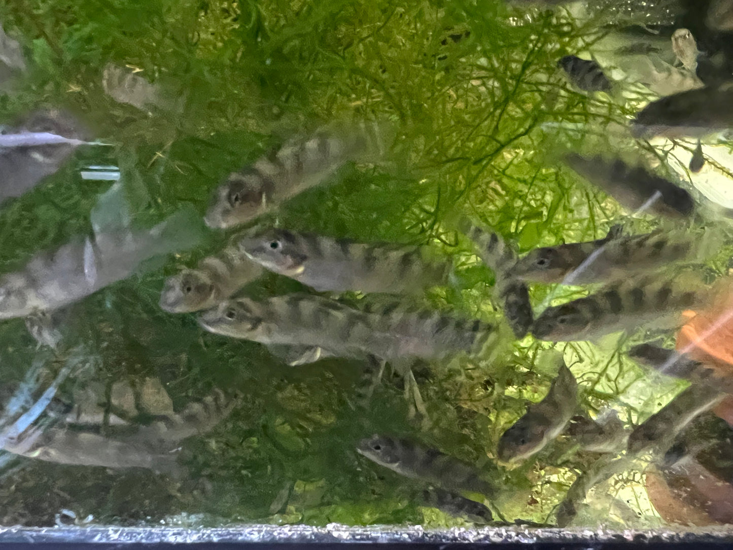 Nanochromis transvestitus