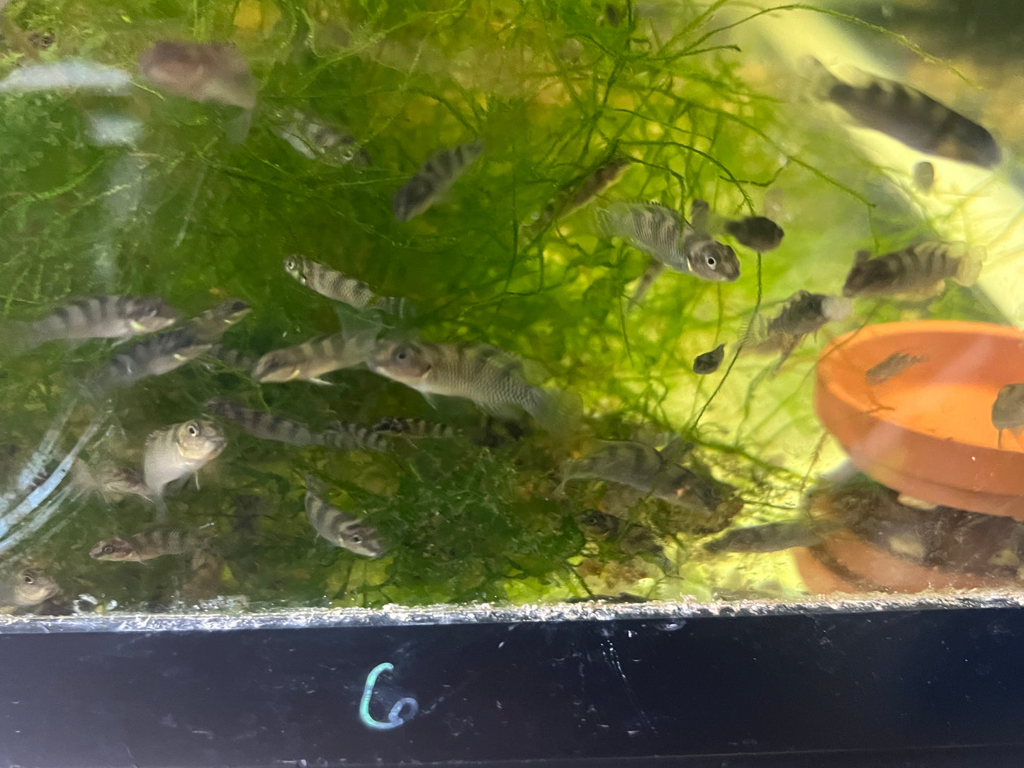 Nanochromis transvestitus