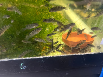 Nanochromis transvestitus