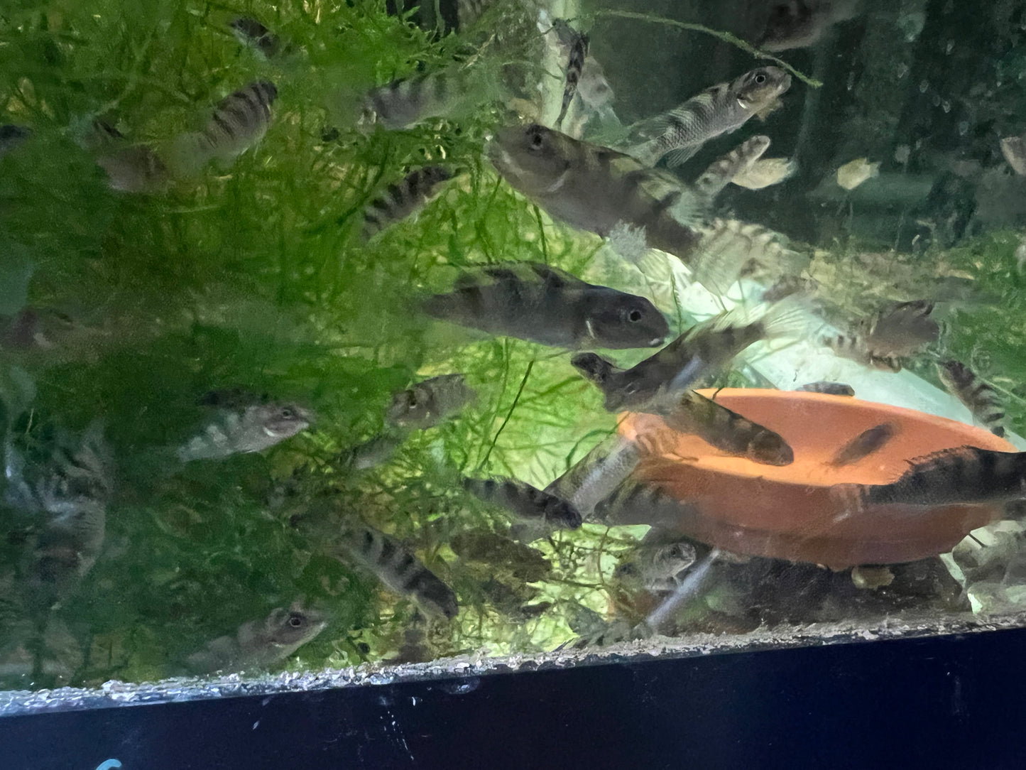 Nanochromis transvestitus