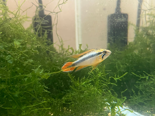 Apistogramma Agassizii Blue Flame