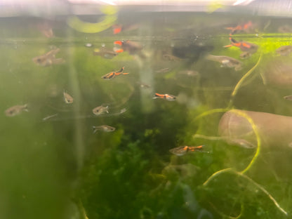 Endler’s Livebearer