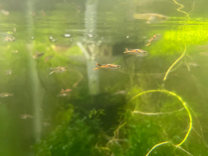 Endler’s Livebearer