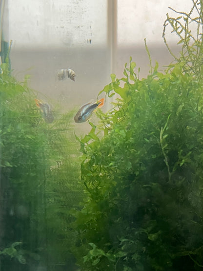 Apistogramma agassizzi “Blue Flame”