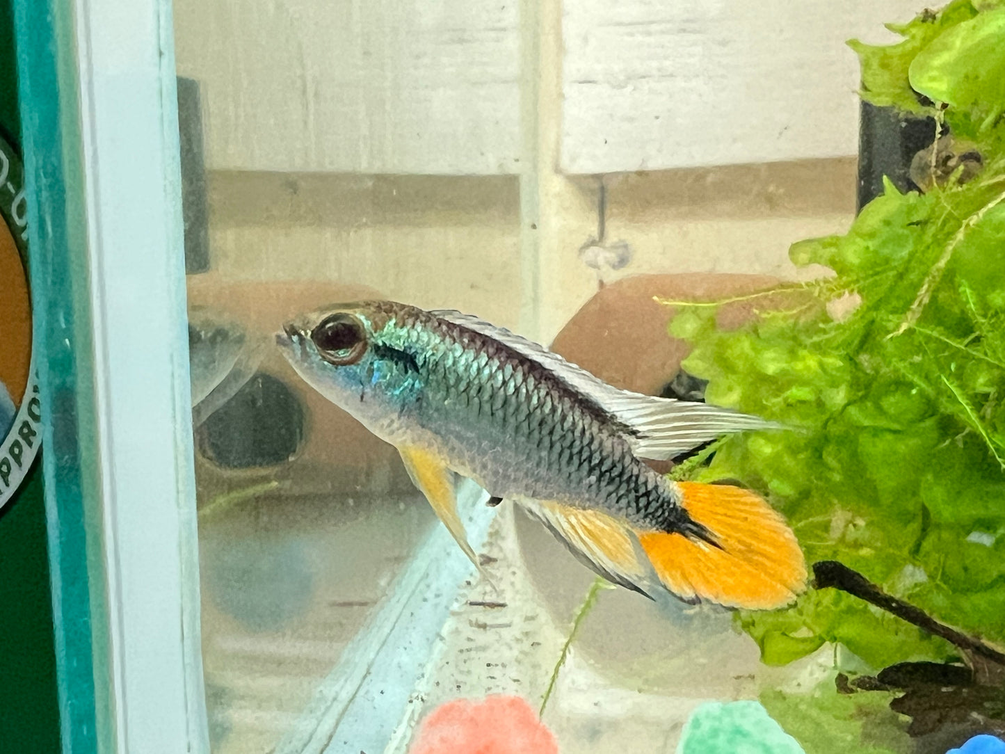 Apistogramma agassizzi “Blue Flame”