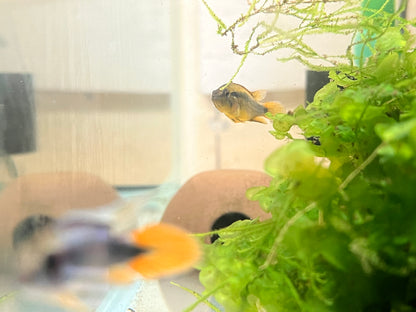 Apistogramma agassizzi “Blue Flame”