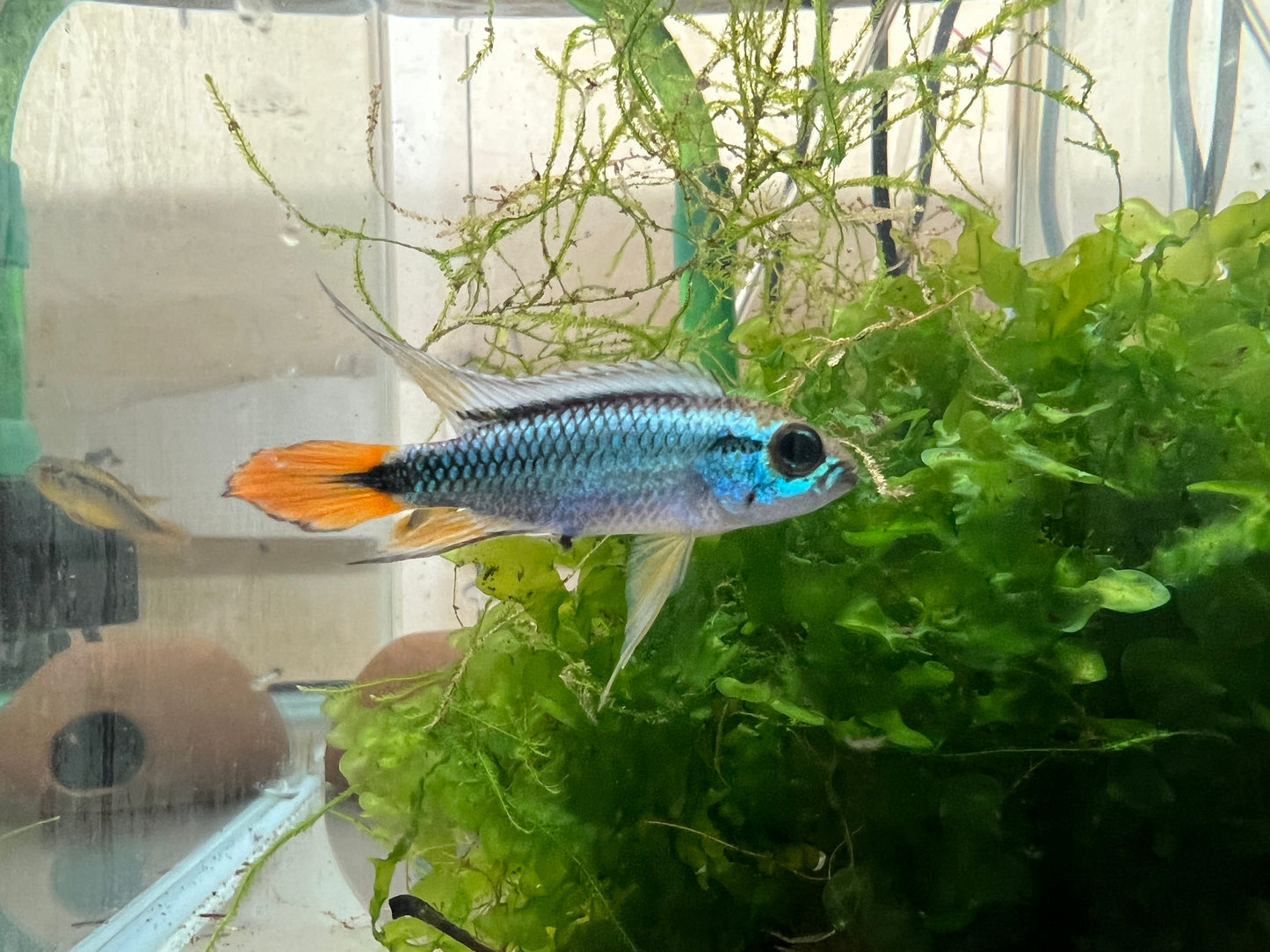 Apistogramma agassizzi “Blue Flame”