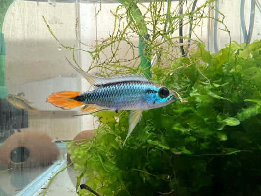 Apistogramma agassizzi “Blue Flame”