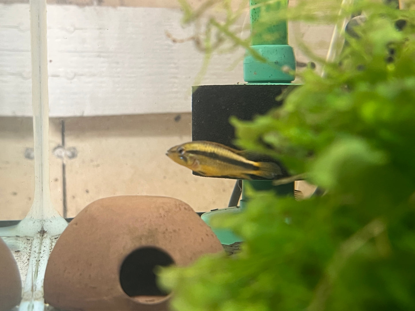 Apistogramma agassizzi “Blue Flame”