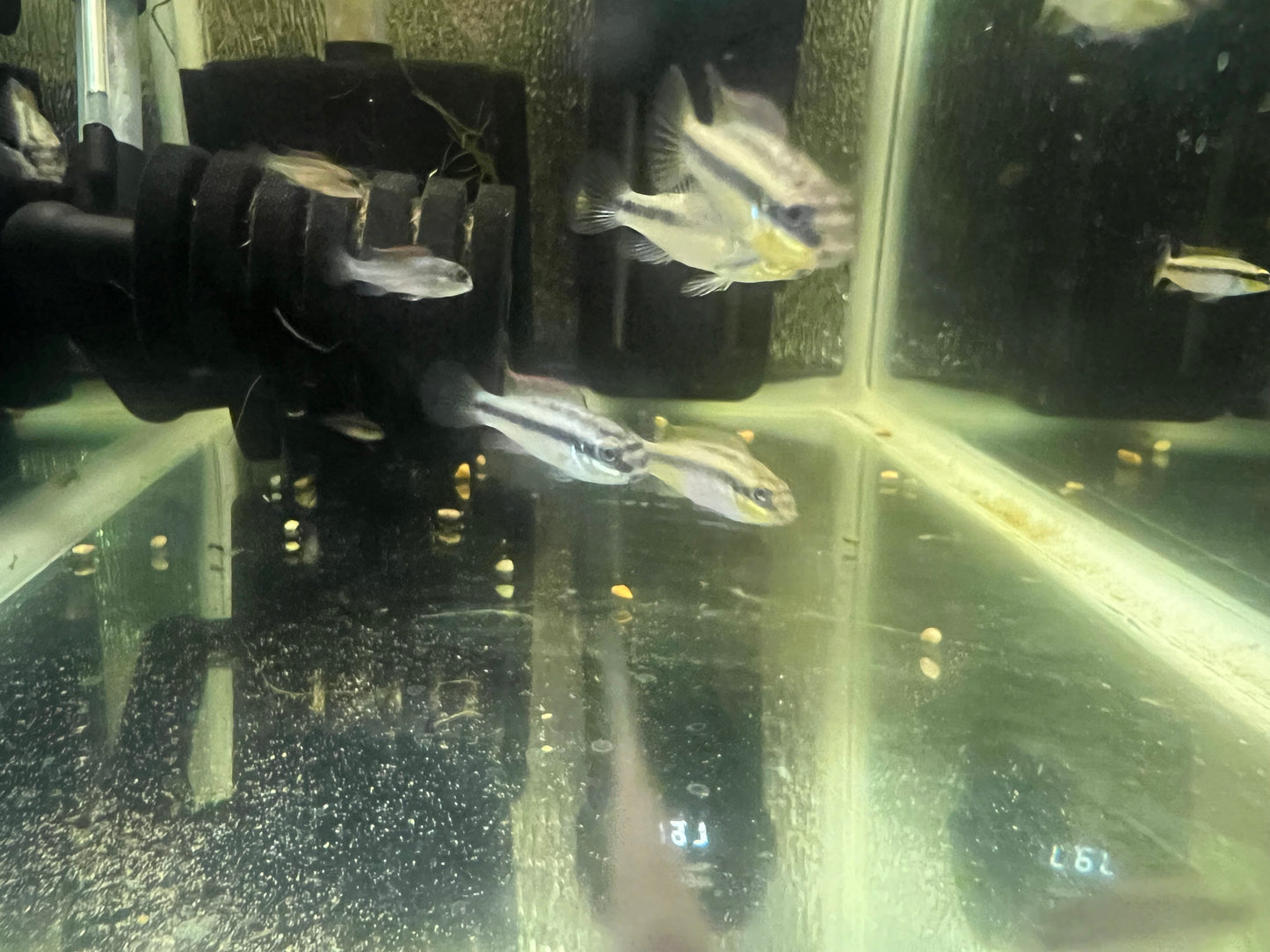 Pelvicachromis kribensis “taeniatus Kienke”