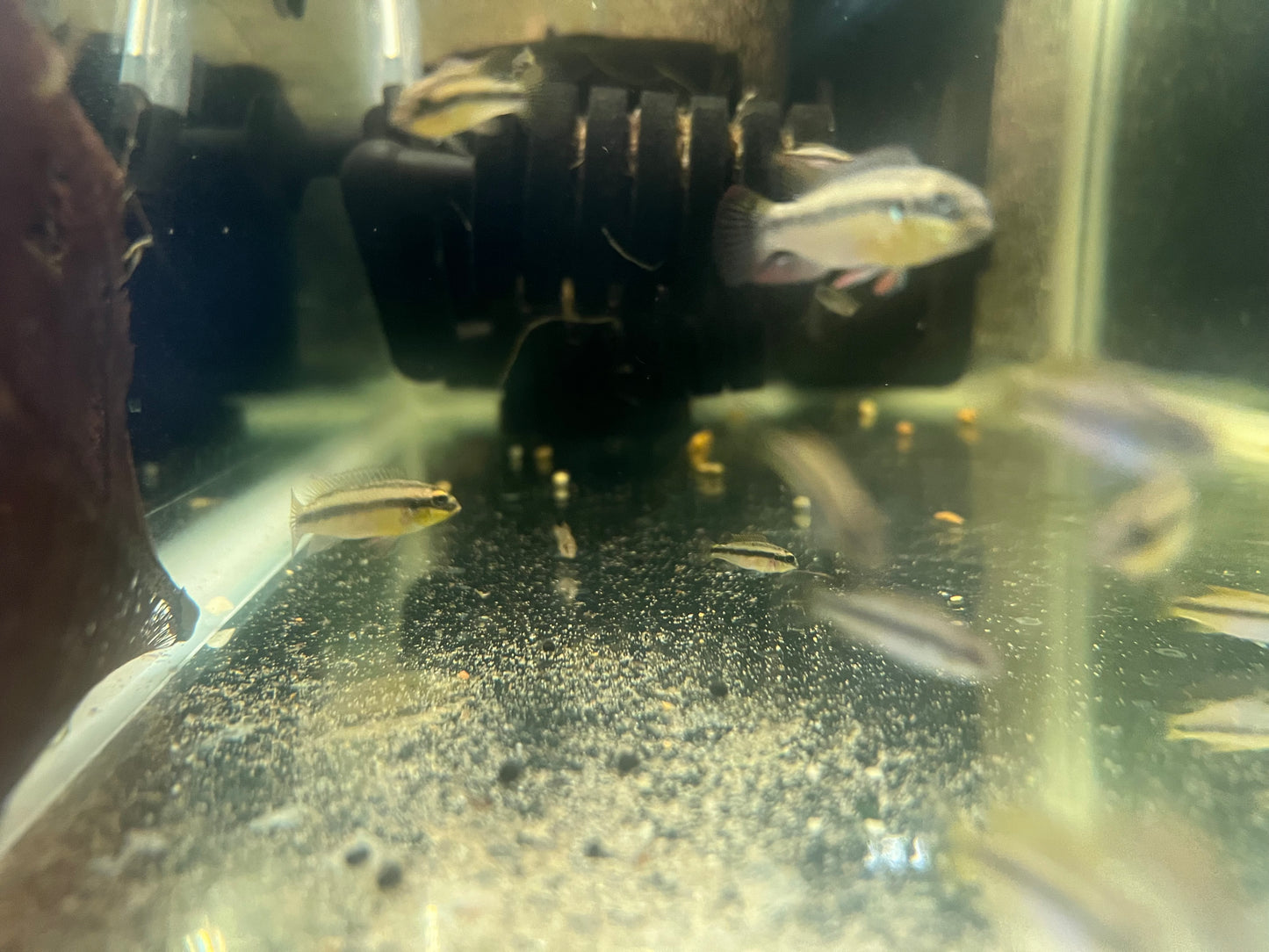 Pelvicachromis kribensis “taeniatus Kienke”