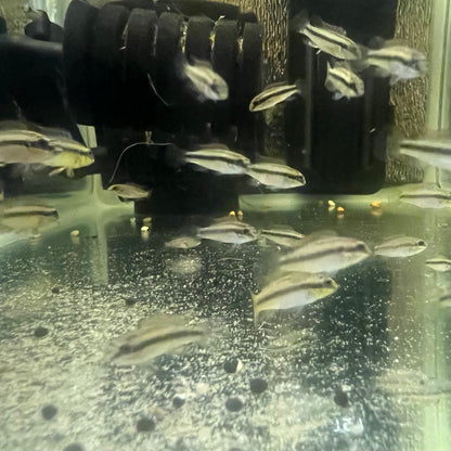 Pelvicachromis kribensis “taeniatus Kienke”