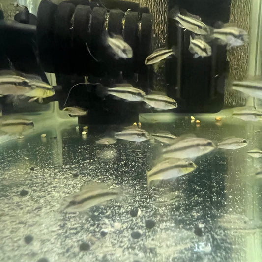 Pelvicachromis kribensis “taeniatus Kienke”