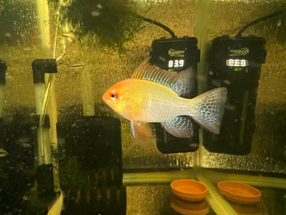 German Gold Ram