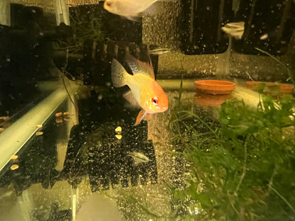 German Gold Ram